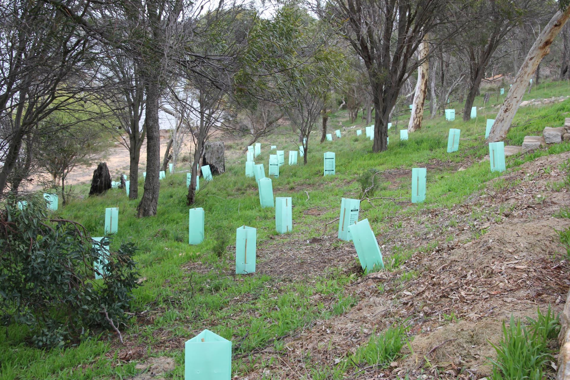 Tree Planting