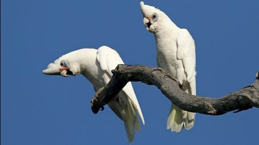 Survey Targets Pest Parrots, Cockatoos