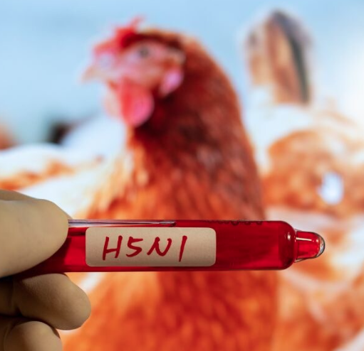 H5 Bird Flu in Western Australia